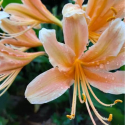 リコリス超稀少品種「酔舞龍」1球 2024年2月】リコリス・リコイル 錦木千束 1/7スケールフィギュア