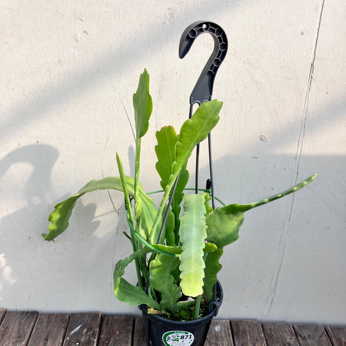 ビーバーテール＊エピフィラム＊月下美人＊観葉植物＊吊り鉢