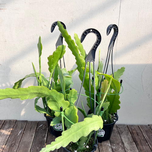 ビーバーテール＊エピフィラム＊月下美人＊観葉植物＊吊り鉢