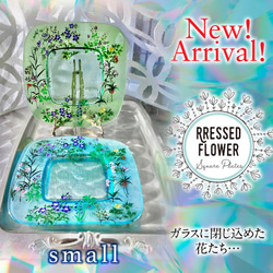 スクェアプレート ターコイズ24㎝ small 1枚〖ガラスに閉じ込めた花たちシリーズ〗Pressed flowers 6枚目の画像