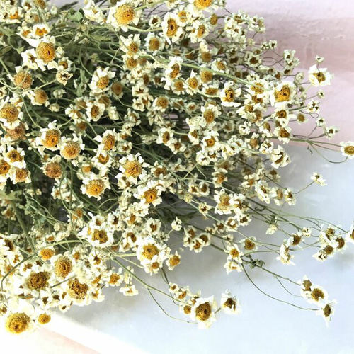マトリカリア ドライフラワー(25輪) ドライフラワー Flower マトリカリア ドライフラワー(25輪) ドライフラワー Flower