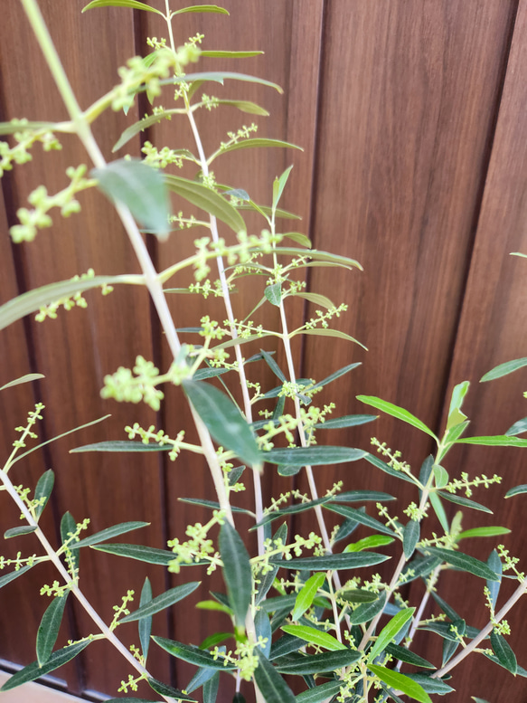 花芽付き♡オリーブの木　エルグレコ　お洒落鉢植え　シンボルツリーに♪　苗 4枚目の画像