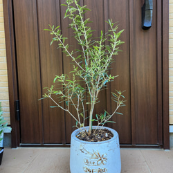 花芽付き♡オリーブの木　エルグレコ　お洒落鉢植え　シンボルツリーに♪　苗 6枚目の画像
