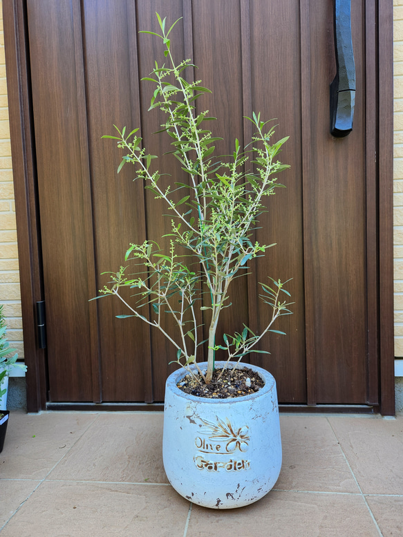 花芽付き♡オリーブの木　エルグレコ　お洒落鉢植え　シンボルツリーに♪　苗 6枚目の画像