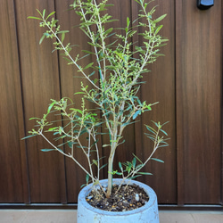 花芽付き♡オリーブの木　エルグレコ　お洒落鉢植え　シンボルツリーに♪　苗 1枚目の画像