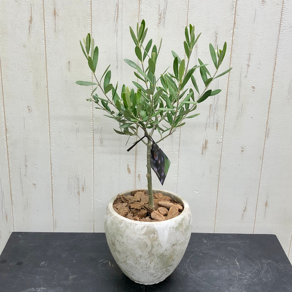 オリーブの木 チプレッシーノ SOUJU 9号鉢植え 古木 常緑樹