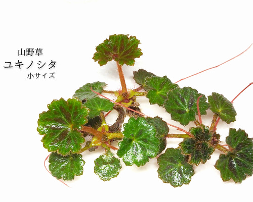 ユキノシタ（小サイズ）（山野草） その他素材 earth green 通販 