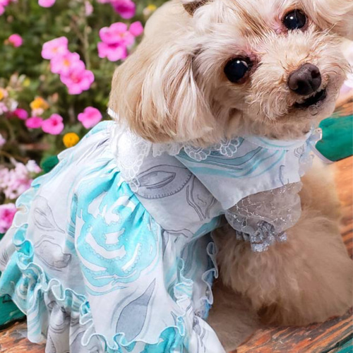 犬服 3S わんこの普段着　オレンジとペールブルーの花 犬服 3S わんこの普段着オレンジとペールブルーの花
