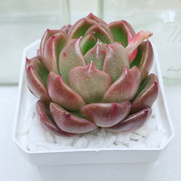 ダイヤモンドアートクラブ【多肉植物】 ダイヤモンドアートクラブ【多肉植物】 ダイヤモンドアートクラブ