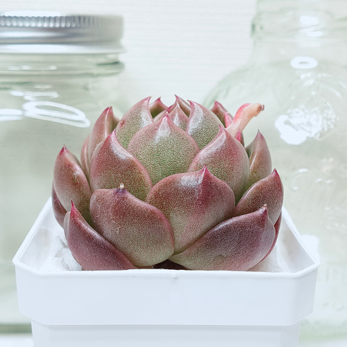 グリーンダイヤモンド (カット苗)【エケベリア 多肉植物】 多肉