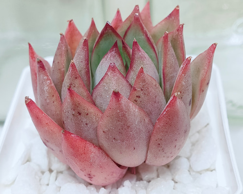 37255059deb276c70da2d67b41f29f