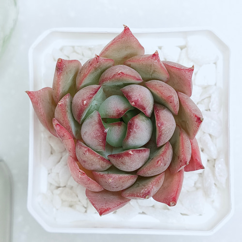 ロータスランプ (カット苗)【エケベリア 多肉植物】 多肉植物