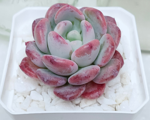 パンダジェニー 新種 エケベリア 多肉植物 エケベリア 可愛い