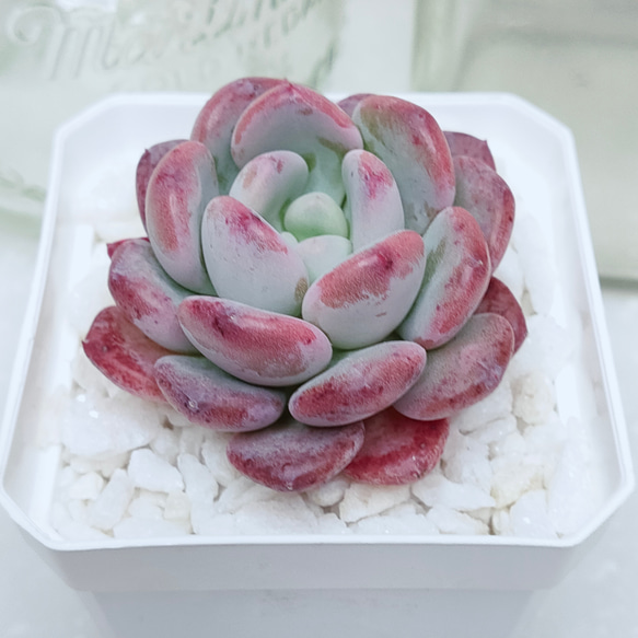 ピンクジェニー【エケベリア 多肉植物】 多肉植物 エケベリアSKETCH