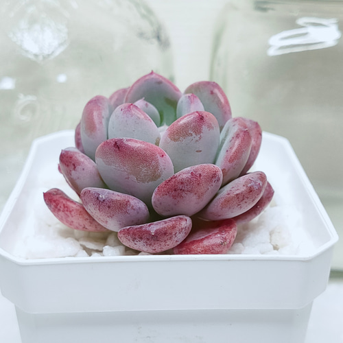 ピンクジェニー【エケベリア 多肉植物】 多肉植物 エケベリアSKETCH