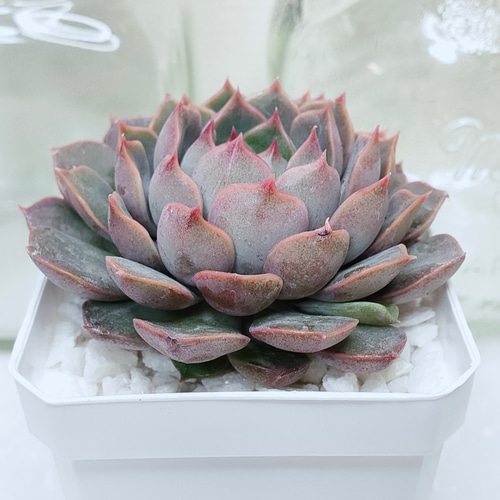ローズウーマンHyb【エケベリア 多肉植物】 多肉植物 エケベリア
