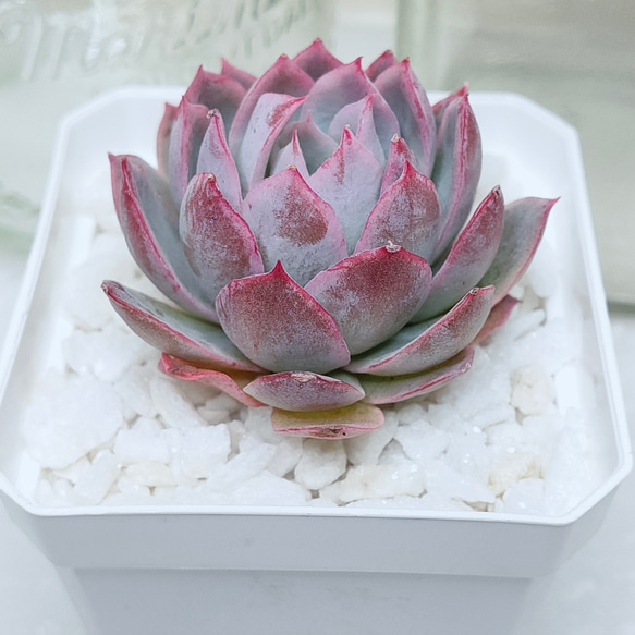 バイオレットクイーン【エケベリア 多肉植物】 多肉植物