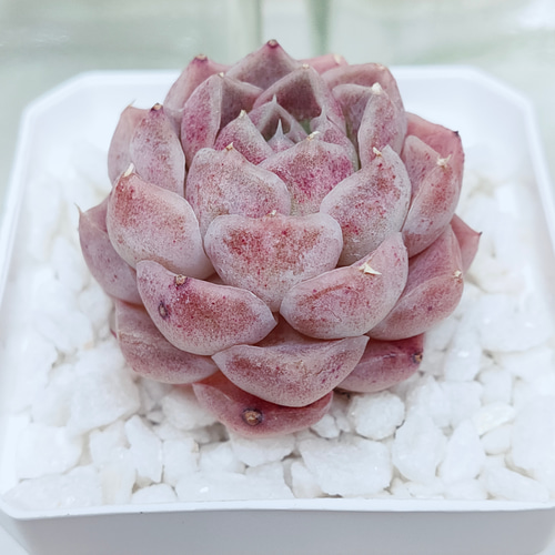 シェリー (カット苗)【エケベリア 多肉植物】 多肉植物 エケベリア