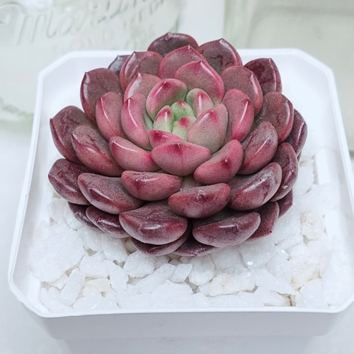 ピンクルルビー根付 多肉植物詰め合わせセット。カット苗