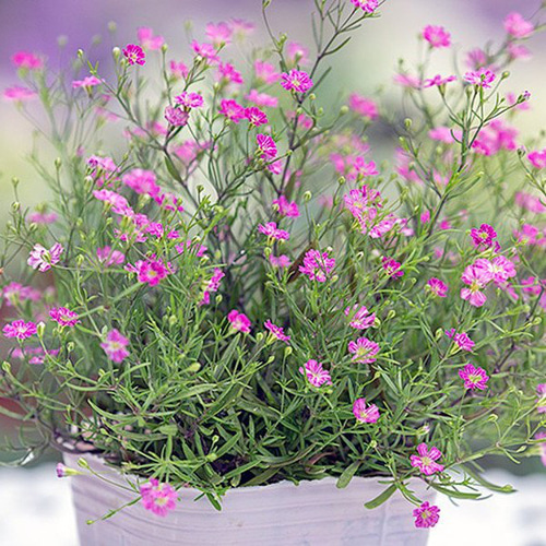 一重咲きかすみ草ローズ色の種100粒以上 ドライフラワー ひまわり 通販