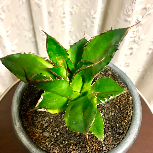 アガベ チタノタ ナンバーワン錦 多肉植物 キコリ 通販 17376275