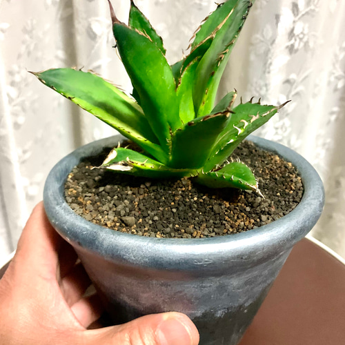 アガベ チタノタ ナンバーワン錦 多肉植物 キコリ 通販 17376275