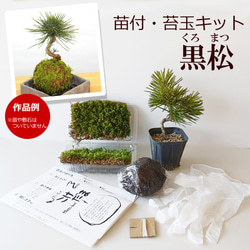 さあ、苔玉を作ってみませんか？【苔玉キット　苗付（黒松）】くろまつ クロマツ 1枚目の画像