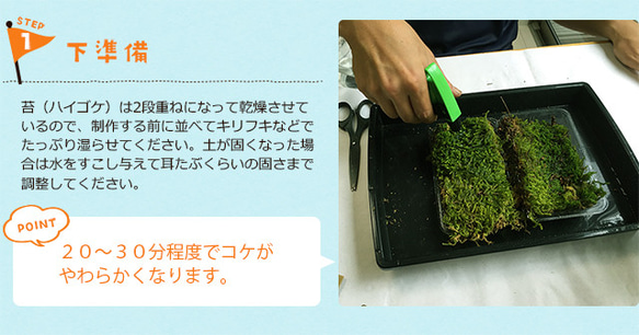 さあ、苔玉を作ってみませんか？【苔玉キット　苗付（黒松）】くろまつ クロマツ 6枚目の画像