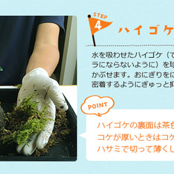 さあ、苔玉を作ってみませんか？【苔玉キット　苗付（黒松）】くろまつ クロマツ 9枚目の画像