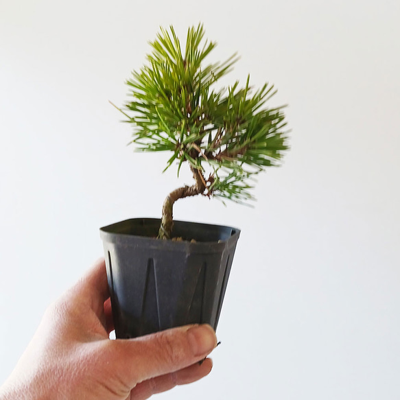 さあ、苔玉を作ってみませんか？【苔玉キット　苗付（黒松）】くろまつ クロマツ 4枚目の画像