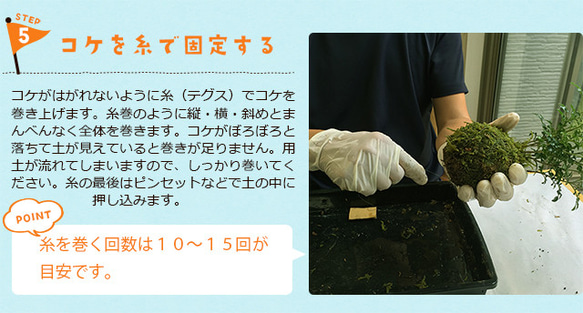 さあ、苔玉を作ってみませんか？【苔玉キット　苗付（黒松）】くろまつ クロマツ 10枚目の画像