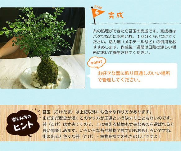 さあ、苔玉を作ってみませんか？【苔玉キット　苗付（黒松）】くろまつ クロマツ 11枚目の画像