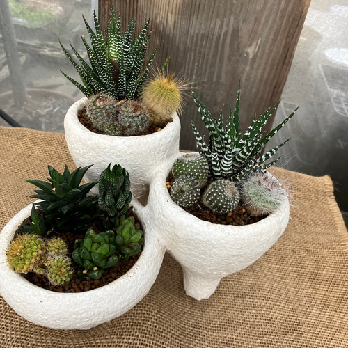テラコッタ サボテン ハオルチア 寄せ植え 多肉植物 アルファガーデン