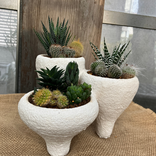 テラコッタ サボテン ハオルチア 寄せ植え 多肉植物 アルファガーデン