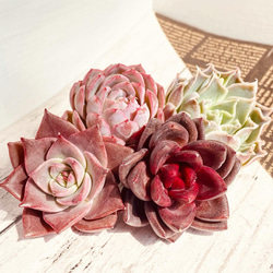 そのまま飾れる】多肉植物 寄せ植え ..＊5＊.. 多肉植物 Dia Lily 通販