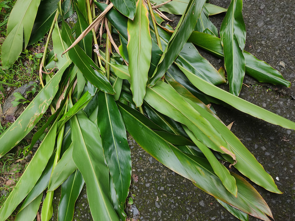 さくらいろ月桃染めカシミヤウールストール～屋久島の草木染め 13枚目の画像