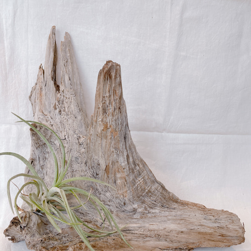 流木 インテリア約 170cm 木製台座付 driftwood interior 流木
