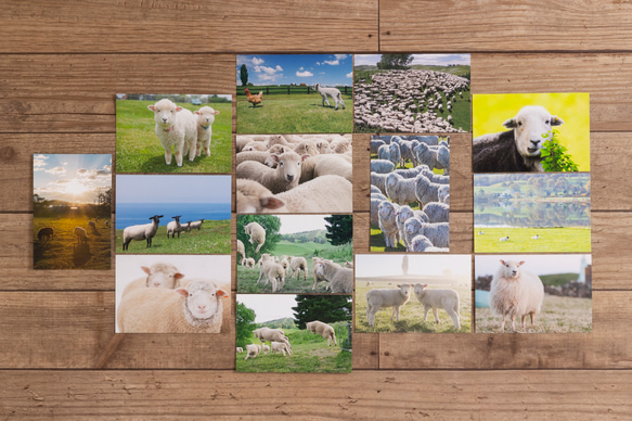 ポストカード ひつじ写真 14枚セット ポストカード 平林美紀 通販