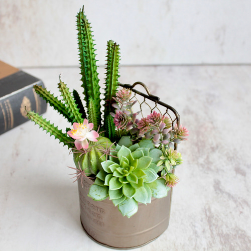 多肉植物 寄せ植え (男前フェイク多肉) 【公式通販】