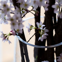 石木花｜啓翁桜 2Lサイズ 7枚目の画像