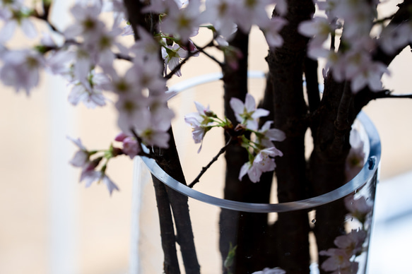 石木花｜啓翁桜 2Lサイズ 7枚目の画像