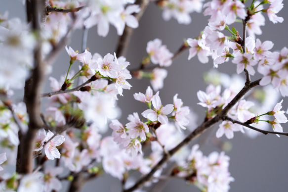 石木花｜啓翁桜 2Lサイズ 8枚目の画像