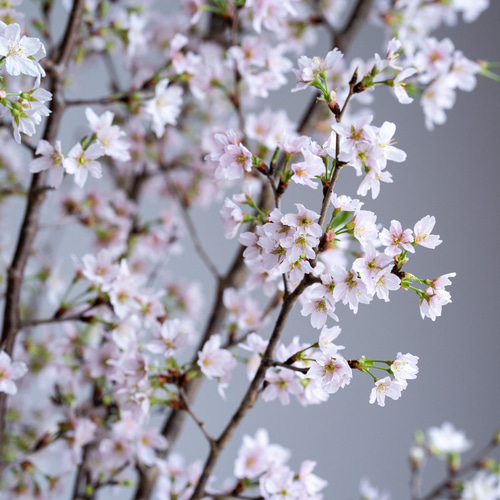 サクラ(桜) 山桜(ヤマザクラ)[四年生苗] - 果樹苗・大苗・苗木