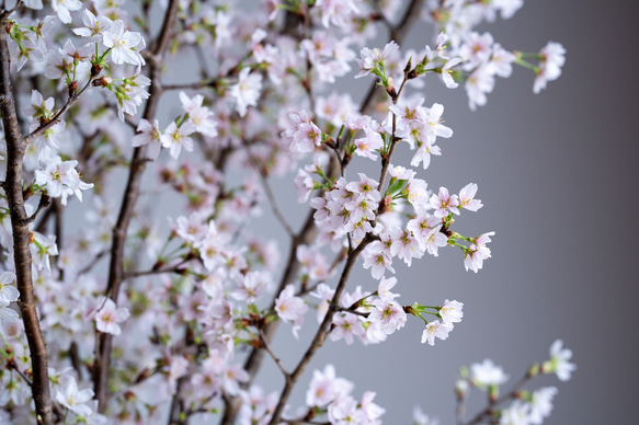 石木花｜啓翁桜 2Lサイズ 2枚目の画像