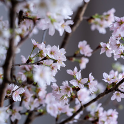 石木花｜啓翁桜 2Lサイズ 3枚目の画像