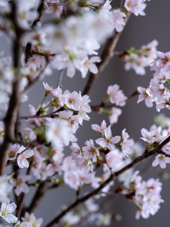 石木花｜啓翁桜 2Lサイズ 3枚目の画像