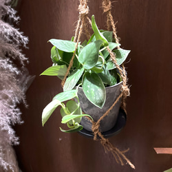 観葉植物　シラフカズラ　吊り下げ鉢 5枚目の画像