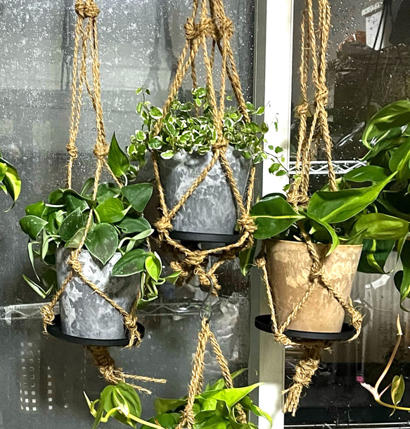 観葉植物　シラフカズラ　吊り下げ鉢 6枚目の画像