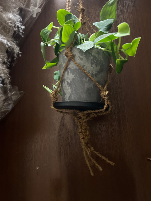 観葉植物　シラフカズラ　吊り下げ鉢 3枚目の画像