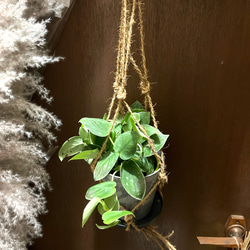 観葉植物　シラフカズラ　吊り下げ鉢 1枚目の画像